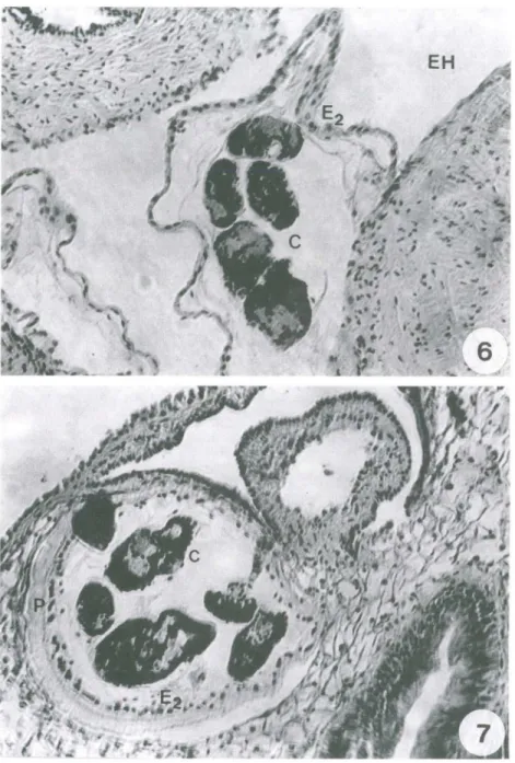 Figs 6-7 . Corte histológico.  (6)  Mostrando um  esporocisto de segunda geração de Eurytrema  coelomaticum  totalmente  desenvolvido,  migrando  entre  os  órgãos  internos  de  Bradybaena  similaris,  aos  70  dias após a  infecção;  (7)  mostrando a reg