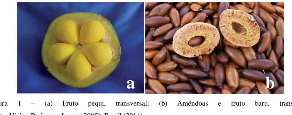 Figura  1  –  (a)  Fruto  pequi,  transversal;  (b)  Amêndoas  e  fruto  baru,  transversal