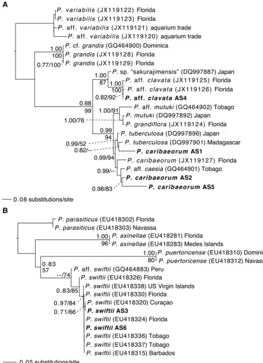 Fig. 3. Maximum-clade-credibility Bayesian trees obtained from the Palythoa (A) and parazoanthid (B) internal transcribed spacer region of ribosomal DNA (ITS-rDNA) datasets