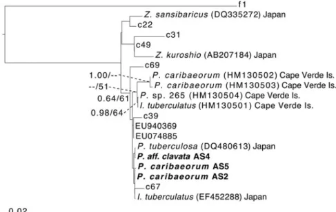 Fig. 4. Maximum-clade-credibility Bayesian tree obtained from the Symbiodinium internal transcribed spacer 2 (ITS2) dataset