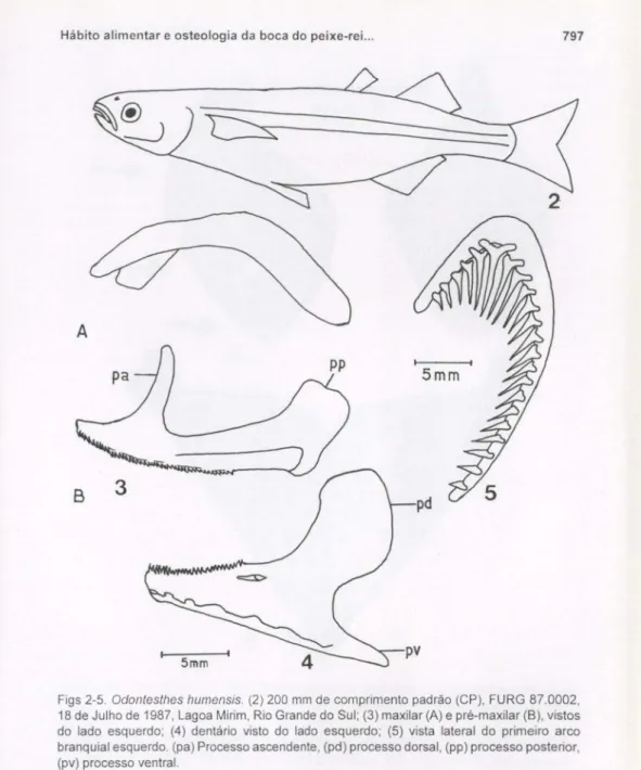 Figs 2-5. Odonleslhes humensis. (2) 200 mm de comprimento padrão (CP), FURG 87.0002, 18 de Julho de 1987, Lagoa Mirim, Rio Grande do Sul; (3) maxilar (A) e pré-maxilar (8), vistos do lado esquerdo; (4) dentário visto do lado esquerdo; (5) vista lateral do 