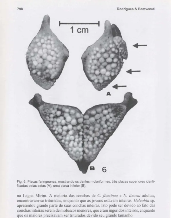 Fig. 6. Placas faringeanas, mostrando os dentes molariformes; três placas superiores identi- identi-ficadas pelas setas (A); uma placa inferior (8).