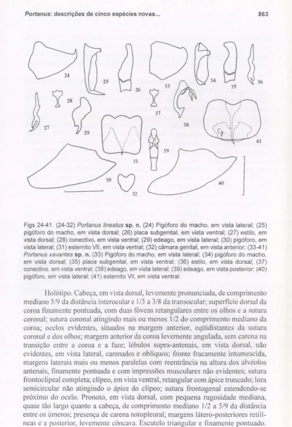 Figs 24-41. (24-32) Porlanus lineatus sp. n. (24) Pigóforo do macho, em vista lateral; (25) pigóforo do macho, em vista dorsal; (26) placa subgenital, em vista ventral; (27) estilo, em vista dorsal; (28) conectivo, em vista ventral; (29) edeago, em vista l