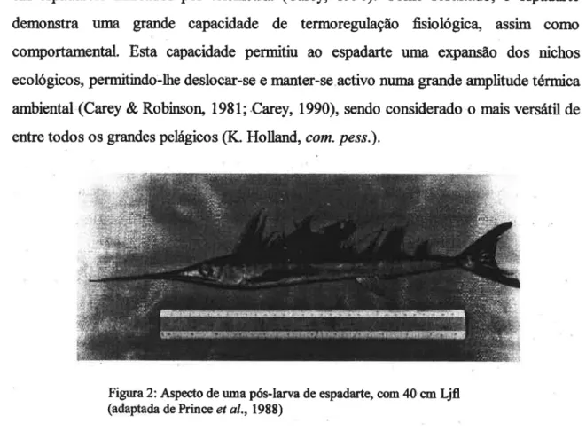 Figura 2: Aspecto de uma pós-larva de espadarte, com 40 cm Ljﬂ (adaptada de Prince et al., 1988)