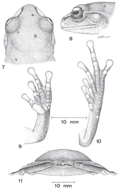 Figs  7-11  Aplastodiscus  cochranae  comb.  n.,  macho  adulto,  CRC  42,49  mm,  Rancho  Queimado,  Santa Catarina,  CFBH 2987