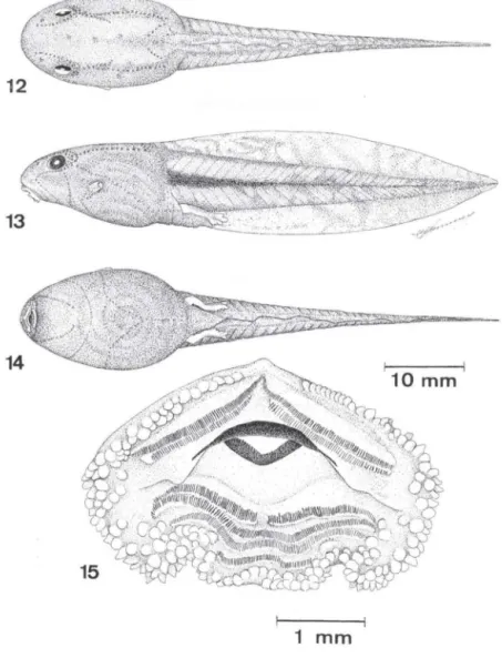 Figs 12-15. Girino de Aplastodiscus cochranae comb. n., ZUFRJ 5345.  (12) vista dorsal; (13)  vista lateral; (14) vista ventral (estágio 36);  (15) disco oral  (estágio 28)