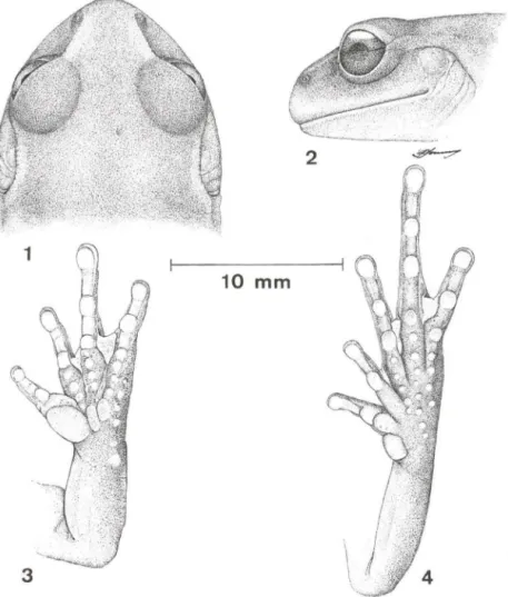Figs  1-4.  Ap/astodiscus perviridis,  macho adulto, CRC 35,98 mm, São José do Barreiro,  São  Paulo