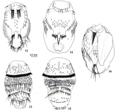 Figs  12-16. Abdômen de Basilia  ortizi Maehado-Allison , (12) vista  dorsal e (13) vista  ventral