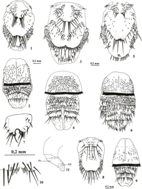 Figs  1-11. Abdômen de Basilia  andersoni Peterson  &amp;  Maa,  (1) vista dorsal e (2) vista  ventral