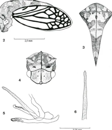 Figs  2-6 .  Pastanamus  maculatus  sp.  n.  (2)  Cabeça,  pronata  e  tégmina ;  (3)  pronota,  vista  dorsal; (4) cabeça e pranota, vista frontal; (5) parâmeros, edeaga e conectivo, vista lateral ; (6)  ápice do edeago, vista dorsal