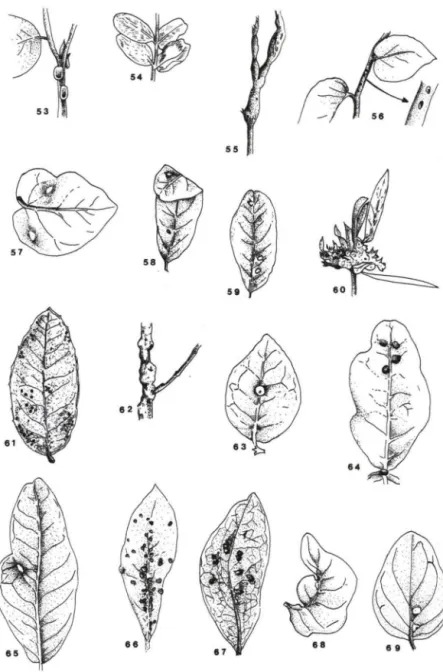 Figs 53-69. Galhas em plantas hospedeiras no cerrado da  Estação Ecológica de Pirapitinga,  Minas Gerais: (53) Copaifera sp 