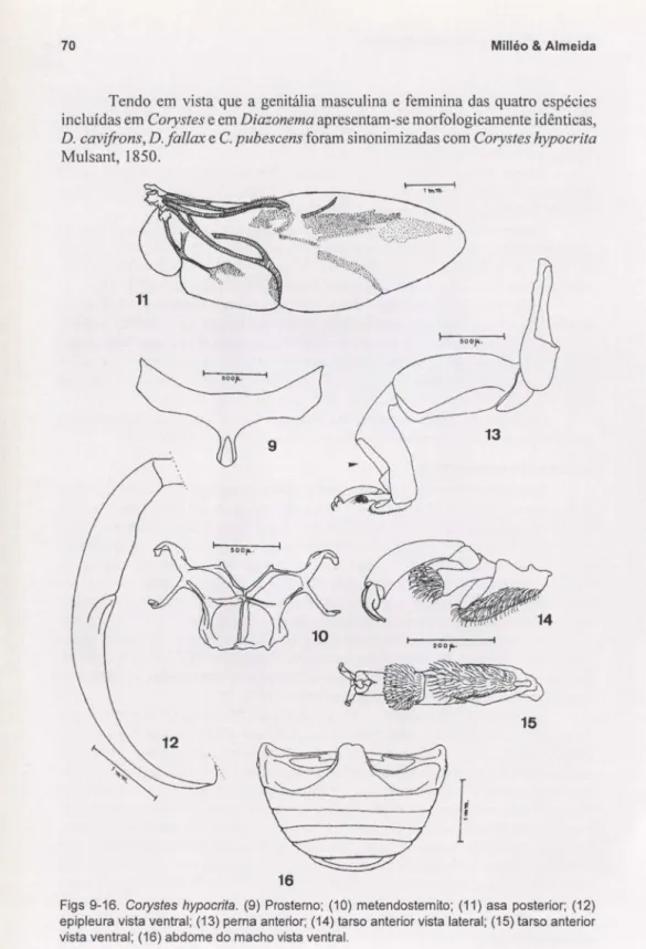 Figs  9-16.  Corystes  hypocrita.  (9)  Prosterno;  (10)  metendosternito;  (11)  asa  posterior;  (12)  epipleura vista ventral;  (13) perna anterior;  (14) tarso anterior vista  lateral;  (15) tarso anterior  vista ventral;  (16) abdome do macho vista ve