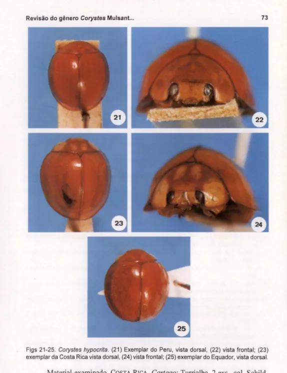 Figs  21-25 . Corystes  hypocrita.  (21)  Exemplar  do  Peru , vista  dorsal,  (22)  vista  frontal;  (23)  exemplar da Costa Rica vista dorsal, (24) vista frontal; (25) exemplar do Equador, vista dorsal
