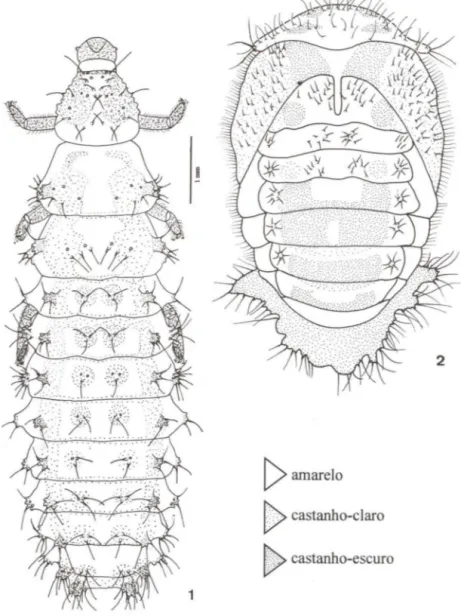 Figs 1-2. Eupalea  reinhardti. (1)  Larva, vista dorsal; (2)  pupa, vista  dorsal. 