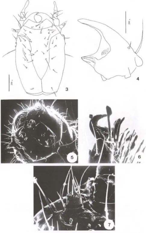 Figs 3-7. Eupalea  reinhardfi, larva. (3)  Cabeça,  vista  dorsal; (4) mandíbula;  (5)  cabeça , vista  ventral ; (6) garra tarsal;  (7) antena
