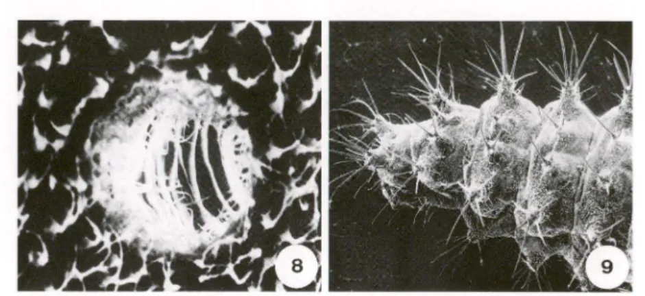 Figs  8-9.  Eupalea  reinhardli.  (8)  Espiráculo abdominal;  (9)  abdome,  vista dorsal