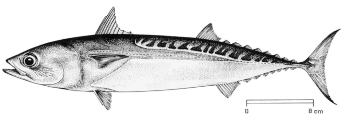 Figure 1.1: External appearance of the bullet tuna, Auxis rochei (Risso, 1810). Source: FAO, 2010