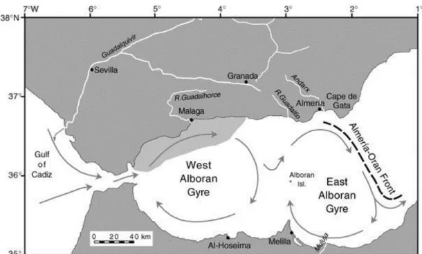 Figure 2.2: Map of the Alboran Sea showing the gyres that originate the upwelling events .The grey area shows  the major phytoplankton productivity area