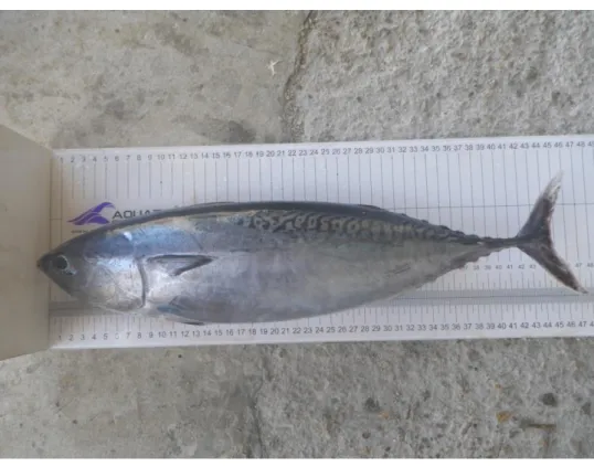 Figure 2.4: Detail of the measurement of one individual. 