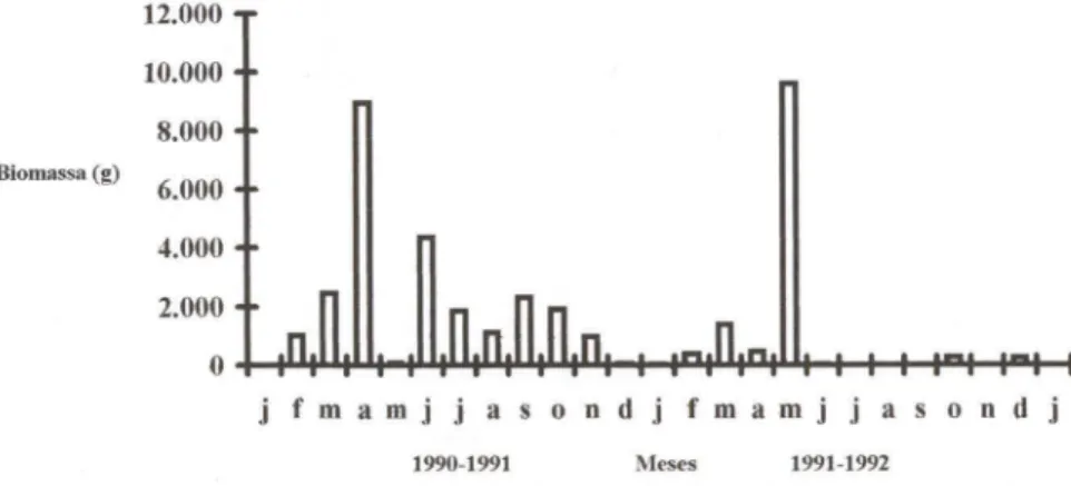Fig . 6. Biomassa de C. edentulus capturados na laguna de Itaipu durante dois anos de estudo  (1990-1992)