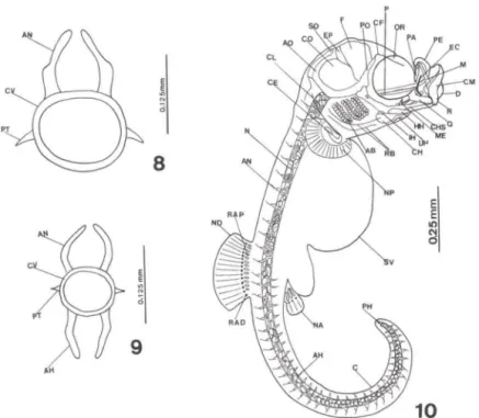 Figs  8-10.  Hippocampus  reidi,  período  embrionário.  (8)  Vértebra  pré-caudal;  (9)  vértebra  caudal; (10) embrião lateral