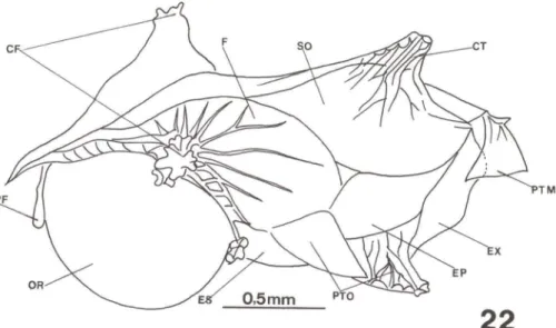 Fig. 22.  Hippocampus reidi,  neurocrânio  látero-dorsal  com  30  dias de  vida.  (CF)  Cristas do  frontal,  (F) frontal,  (SO) supra-occipital,  (CT) coronet, (PTM)  pós-temporal,  (EX) exoccipital,  (EP) epiótico,  (PTO) pterótico,  (ES) esfenótico, (O
