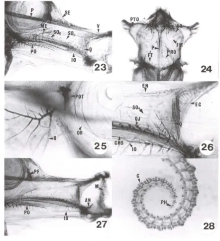 Figs  23-28.  Hippocampus  reidi,  desenvolvimento  de  30  até  37  dias  de  vida .  (23)  Região  oromandibular com 30 dias de vida; (24) neurocrânio ventral com 30  dias de vida;  (25) região  pós-orbital com 30 dias de vida;  (26-27) região oromandibu