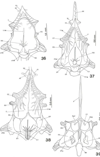 Figs  36-39. Hippocampus reidi,  desenvolvimento do  neurocrânio de um  até  30 dias de vida