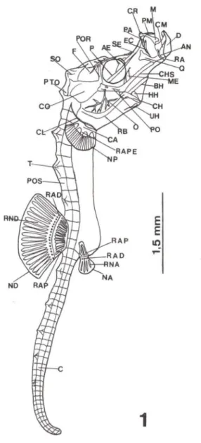 Fig.  1.  Hippocampus reidi,  um dia de vida. (AE) Arco ectemóide,  (AN) angular, (AR) articular,  (BH)  basi-hial,  (C)  cauda,  (CA) coracóide,  (CH)  cerato-hial,  (CHS) cartilagem  hiosimplética,  (CL)  cleitro,  (CM)  cartilagem  de  Meckel,  (CO)  cá