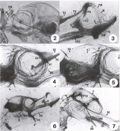 Figs 2-7. Hippocampus reidi, desenvolvimento de embrião até sete dias de vida . (2) Sincrãnio  embrião;  (3) região oromandibular com  um dia de vida;  (4) região orbital com um dia de vida; 
