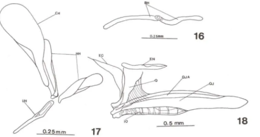 Figs 16-18. Hippocampus reidi.  (16-17) Arco hióide com  30 dias de vida.  (18) Ouadradojugal  e ossos associados com 30 dias de vida