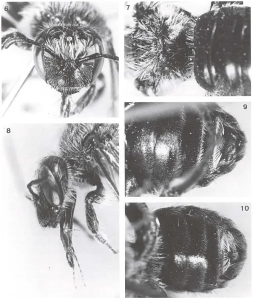 Figs 6-10.  Hexantheda enneomera ,  holátipo macho (6 , 8,  9), parátipo macho (7),  Hexantheda  missionica  (1 O)