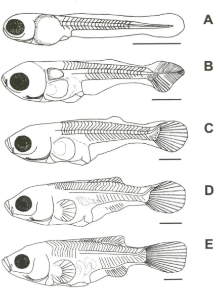 Fig.  1. Larvas de Helosfoma femminckii: (A) 3,9 mm CP (pré-flexão);  (8) 6,6 mm  CP (flexão); 