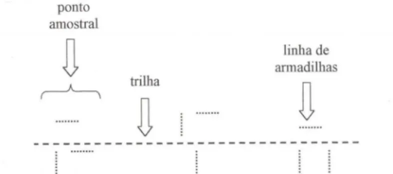 Fig . 4 Distribuição de pontos amostrais eqüidistantes ao longo de trilhas , baseada em sugestão  de  HAYEK  &amp; BuZAs (1997)