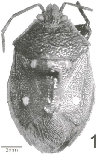 Fig.  1.  Similiforsfona  bella  sp.n.,  holótipo fêmea,  dorsal. 