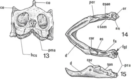 Figs 13-15. Trachemys dorbignyi. (13) Esquema do crânio em vista frontal;  (14) esquema da  mandíbula  em  vista  dorsal;  (15)  esquema  da  mandíbula  em  vista  lateral