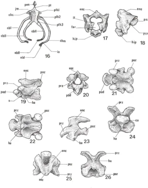 Figs  16-26. Trachemys  dorbignyi.  (16)  Esquema  da  vista  dorsal  do  aparelho  hióideo; (17)  esquema do atlas em  vista frontal; (18) esquema  do atlas em  vista  lateral; (19)  esquema do  axis em  vista  lateral;  (20-22) esquema do axis em  vista 