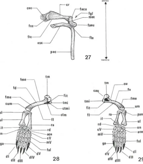 Figs  27-29.  Trachemys  dorbignyi.  (27)  Esquema  da  cintura  peitoral  direita  em  vista  lateral; 