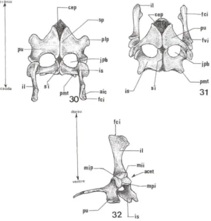 Figs  30-32.  Trachemys  dorbignyi,  esquema  da  cintura  pélvica.  (30)  Vista  dorsal;  (31)  vista  ventral, (32) vista lateral direita