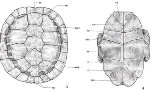 Figs 3-4. Trachemys dorbignyi,  esquema dos escudos córneos. (3) Vista dorsal da carapaça; 