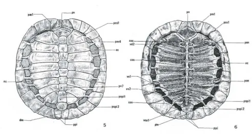 Figs 5-6.  Trachemys dorbignyi, esquema das placas ósseas. (5) Vista dorsal da carapaça; (6)  vista  ventral  da  carapaça