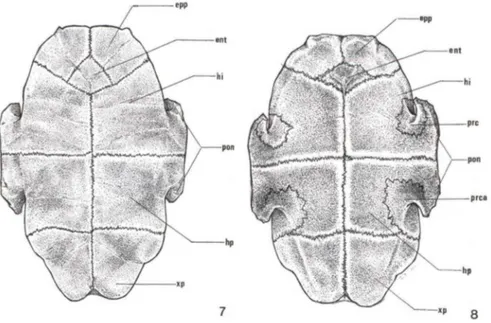 Figs  7-8 . Trachemys  dorbignyi, esquema  das  placas  ósseas.  (7)  Vista  ventral  (externa)  do  plastrão;  (8)  vista  dorsal  (interna)  do  plastrão