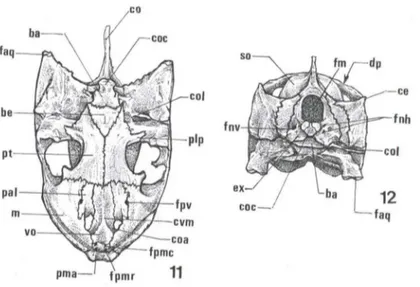 Figs  11-12. Trachemys  dorbignyi, esquema  do crânio  (11) Vista  ventral; (12)  vista  occipital