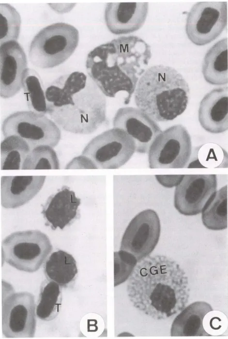 Fig . 1. Células sangüineas de defesa orgânica em Piaractus mesopotamicus. (N) Neutrófilo,  (M)  monócito,  (T)  trombócito, (L) linfócito,  (CGE)  célula  granulocitica  especial