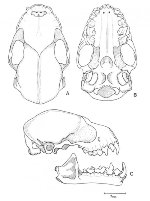 Fig. 3. Crânio de Artibeus fimbriatus, exemplar MCTMZ 0281  macho, proveniente do municipio  de Porto Alegre (Rio Grande do Sul)