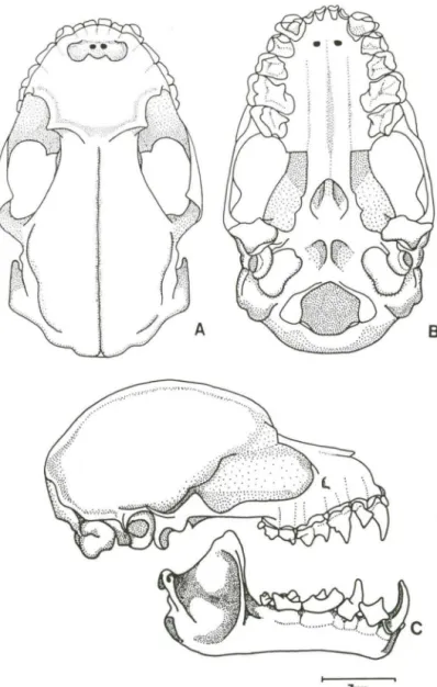 Fig . 2.  Crânio de Artibeus li/ura/us, exemplar DZMAM 96 fêmea, proveniente do município de  Maquiné (Rio Grande do Sul)