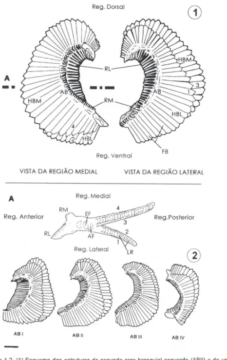 Figs  1-2. (1)  Esquema  das  estruturas do  segundo  arco  branquial  esquerdo  (ABII)  e de  um  corte transversal do mesmo arco (A); (2) arcos branquiais esquerdos de um juvenil de  Mugil  platanus de 34mm