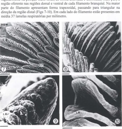 Figs 7-10.  Eletronmicrografias dos filamentos do ABII esquerdo. (7) Vista geral das hemibrân- hemibrân-quias medial (HBM) e lateral (HBL), mostrando a região eferente (EF) e região aferente (AF)  (barra  =  1OOllm);  (8) vista  geral do arco  mostrando as