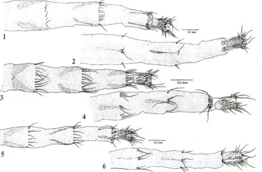 Figs 1-6. Terminália feminina. (1) B. annulata, vista dorsal; (2) B. annulata, vista ventral; (3) B