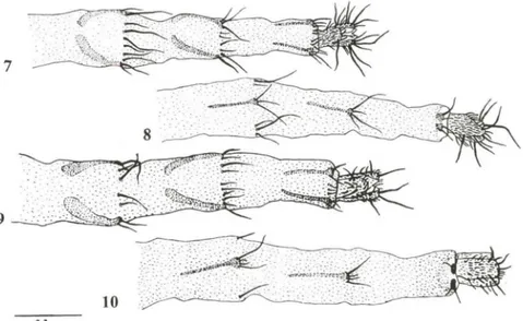 Figs 7-10. Terminália feminina. (7) a. leucoprocta, vista dorsal; (8) a. leucoprocta. vista ventral;